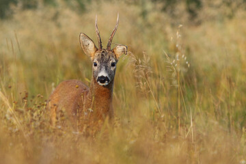 Sarna europejska (Capreolus capreolus) roe deer © Bartosz Rakoczy