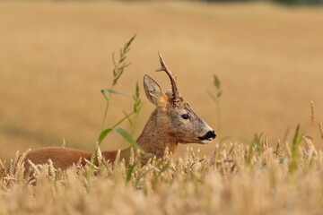 Sarna europejska (Capreolus capreolus) roe deer © Bartosz Rakoczy