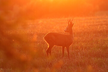 Sarna europejska (Capreolus capreolus) roe deer © Bartosz Rakoczy