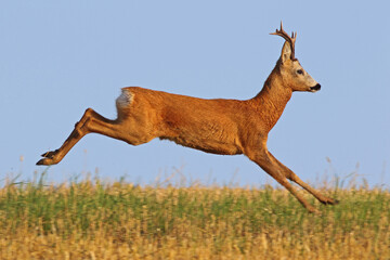 Sarna europejska (Capreolus capreolus) roe deer