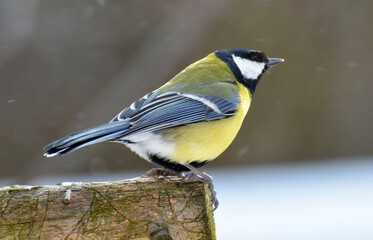 The great tit (Parus major) on the branch