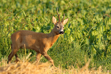 Sarna europejska (Capreolus capreolus) roe deer