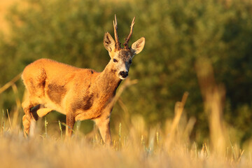 Sarna europejska (Capreolus capreolus) roe deer © Bartosz Rakoczy