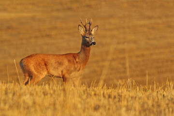 Sarna europejska (Capreolus capreolus) roe deer © Bartosz Rakoczy