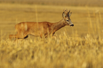 Sarna europejska (Capreolus capreolus) roe deer © Bartosz Rakoczy
