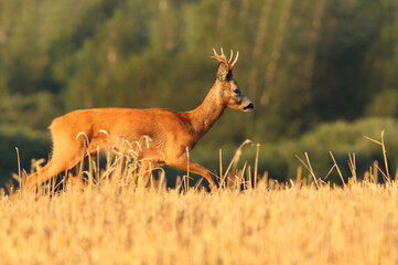Sarna europejska (Capreolus capreolus) roe deer © Bartosz Rakoczy