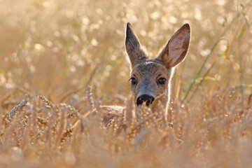 Sarna europejska (Capreolus capreolus) roe deer © Bartosz Rakoczy