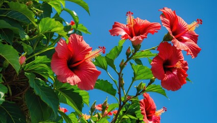 Scarlet Hibiscus flower on plant