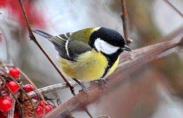 The great tit (Parus major) on the branch