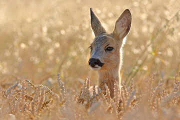 Sarna europejska (Capreolus capreolus) roe deer © Bartosz Rakoczy