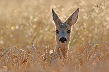 Sarna europejska (Capreolus capreolus) roe deer © Bartosz Rakoczy