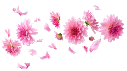 Beautiful pink flowers with scattered petals showcasing elegance and natural beauty