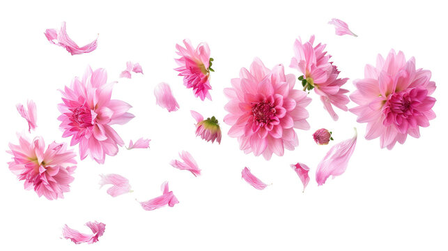 Beautiful pink flowers with scattered petals showcasing elegance and natural beauty