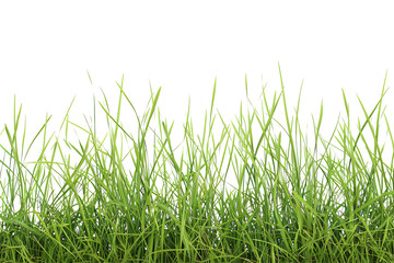 Fototapeta premium Lush green grass blades reach up against a transparent background, a vibrant botanical texture, and natural element