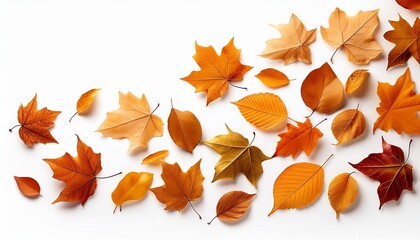Autumn falling leaves isolated