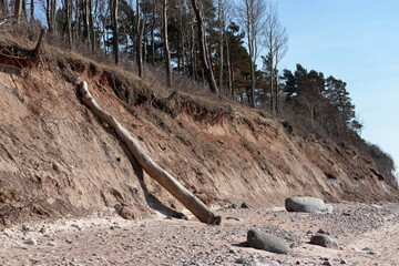 Eroded sandy cliff known as Olandų Kepurė (Dutchman’s Cap) near Karklė village, on the Baltic Sea coast of Lithuania. A fallen tree trunk leans against the slope, with bare trees.
