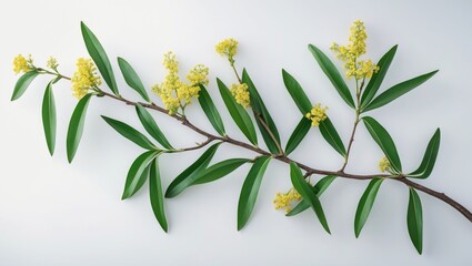 Osmanthus Flower