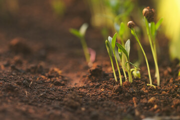 Young sprout of organic cilantro (coriander leaves) growing in kichen garden/balcony garden
