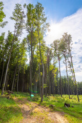 dirt road through beech woods. tall trees with green lush canopy beneath a blue sky with clouds....