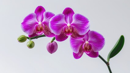 Close-up of a blooming orchid branch against a white background