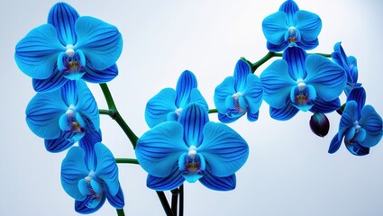 Isolated bouquet of blue orchids on a plain backdrop