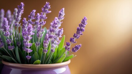 Fototapeta premium Vibrant purple lavender blooms in a ceramic container against a backdrop