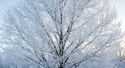 Winter's Embrace: Frost-Kissed Branches at Dawn AI Generated