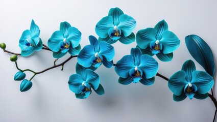 Plakat White background with blue orchid blooms