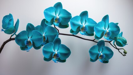 Fototapeta na wymiar Blue orchids on a white backdrop
