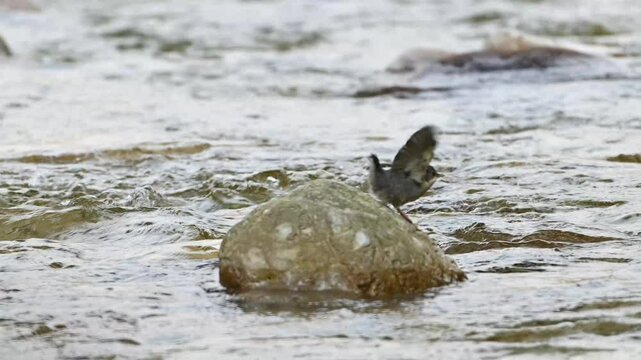 water bird Cinclus cinclus is fishing on the bank of a river
