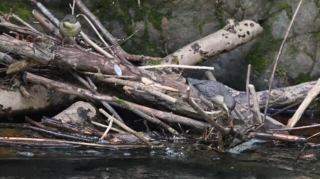 water bird Cinclus cinclus is fishing on the bank of a river