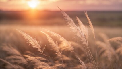 Fototapeta premium With just a gentle wind, Feather Grass or Needle Grass showcases delicate designs.