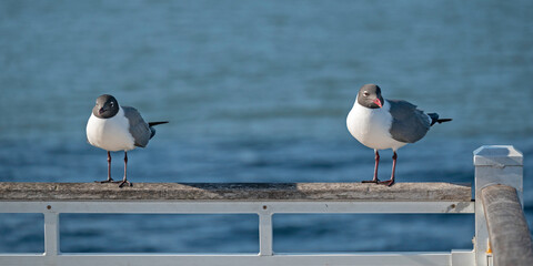 Two adult Laughing Gulls perched on pier railing, with water in the background.