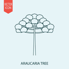 Hand drawn araucaria tree design vector flat isolated illustration