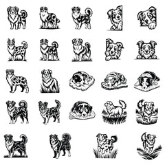 Obraz premium Australian Shepherd