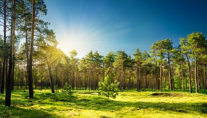 Pine forest on a sunny spring day Background