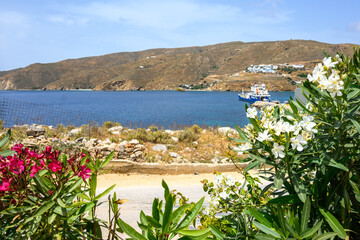 Spring flowering bushes on the island of Amorgos. Cyclades, Greece