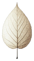 Obraz premium Realistic Leaf Skeleton on Transparent Background with White Veins Isolated