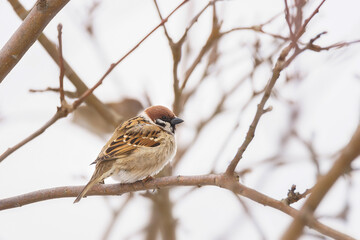 closeup of a House sparrow standing on a tree..