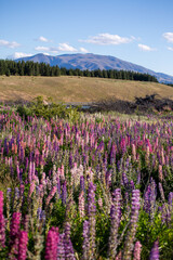 Obraz premium Lupins by Lake Pukaki, New Zealand