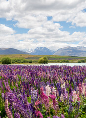 Lupins by Lake Tekapo, New Zealand