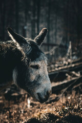The gentle profile of a donkey (Equus asinus) against a rustic, natural backdrop. The donkey's...