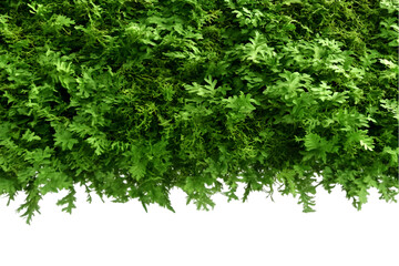 Obraz premium Realistic Image of Lush Green Foliage with Isolated Transparent Background