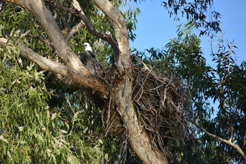 Pygargue blagre d'Australie