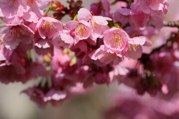 春の日差しを浴びて咲くピンクの陽光桜