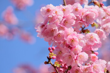 春の日差しを浴びて咲くピンクの陽光桜　青空背景