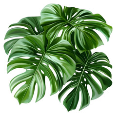 Realistic Isolated Monstera Leaves Arrangement in Vivid Green with Shadows