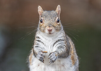 Obraz premium squirrel in the park close up with smile and little paws up