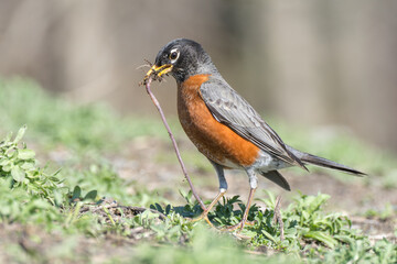 An American robin close up pulling an earthworm out of the ground. 