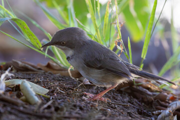 Bar-throated Apalis (Apalis thoracica), grey Cape form,  eyeing a grub on the ground in montane forest, Swellendam, Western Cape, South Africa